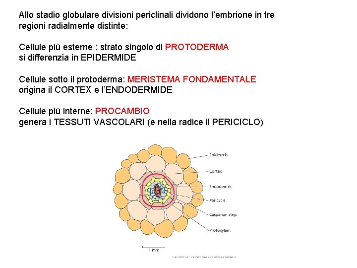 Allo stadio globulare divisioni periclinali dividono l’embrione in tre regioni radialmente distinte: Cellule più