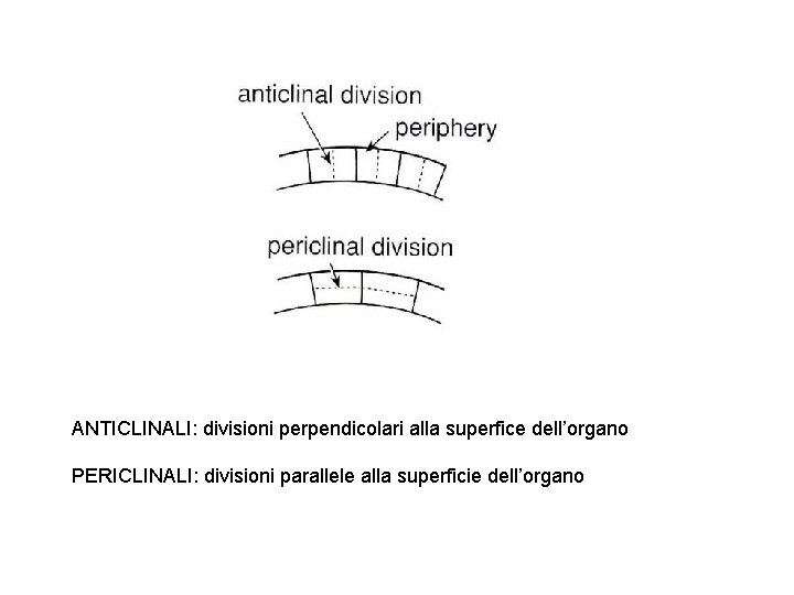 ANTICLINALI: divisioni perpendicolari alla superfice dell’organo PERICLINALI: divisioni parallele alla superficie dell’organo 