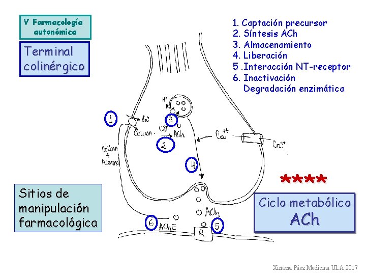 V Farmacología autonómica Terminal colinérgico Sitios de manipulación farmacológica 1. Captación precursor 2. Síntesis