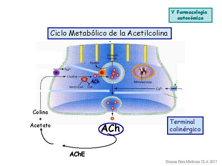 V Farmacología autonómica Ciclo Metabólico de la Acetilcolina ACh Colina + Acetato ACh Terminal