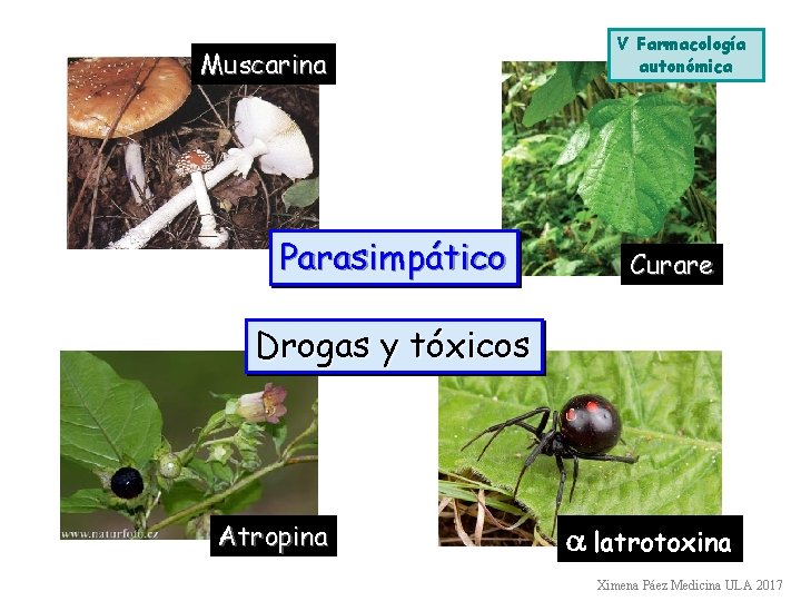 Muscarina Parasimpático V Farmacología autonómica Curare Drogas y tóxicos Atropina a latrotoxina Ximena Páez