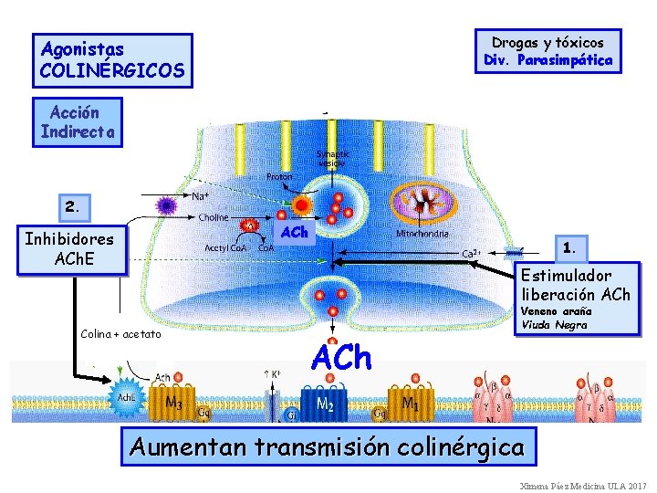 Drogas y tóxicos Div. Parasimpática Agonistas COLINÉRGICOS Acción Indirecta 2. ACh Inhibidores ACh. E