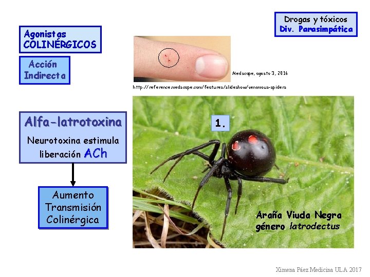 Drogas y tóxicos Div. Parasimpática Agonistas COLINÉRGICOS Acción Indirecta Medscape, agosto 3, 2016 http: