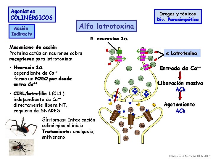 Agonistas COLINÉRGICOS Acción Indirecta Alfa latrotoxina Drogas y tóxicos Div. Parasimpática R. neurexina 1