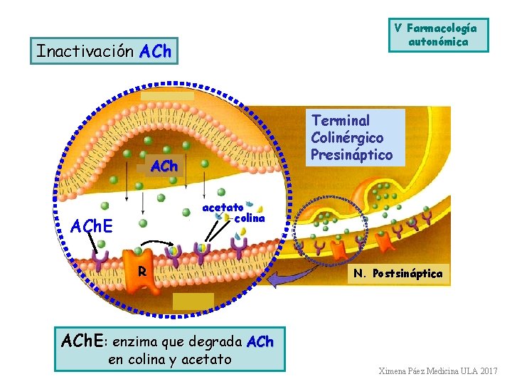 V Farmacología autonómica Inactivación ACh Terminal Colinérgico Presináptico ACh acetato colina ACh. E R