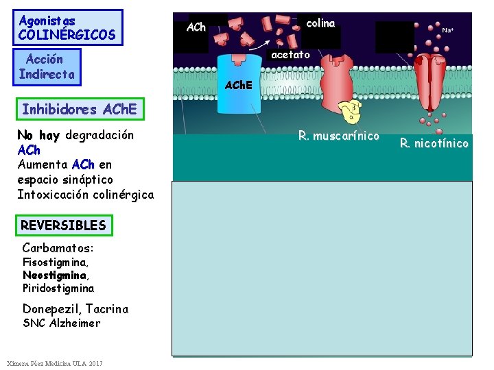 Agonistas COLINÉRGICOS colina ACh acetato Acción Indirecta ACh. E Inhibidores ACh. E No hay