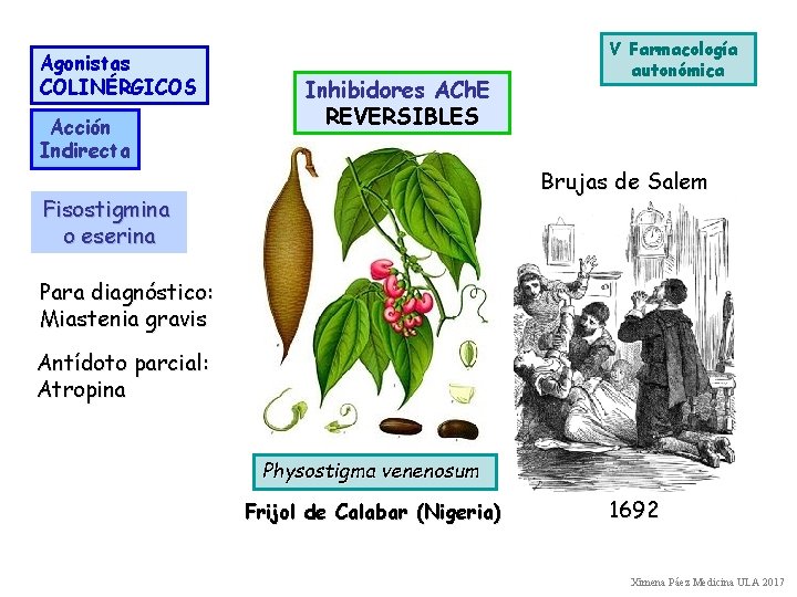 Agonistas COLINÉRGICOS Acción Indirecta Inhibidores ACh. E REVERSIBLES V Farmacología autonómica Brujas de Salem