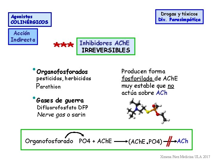 Drogas y tóxicos Div. Parasimpática Agonistas COLINÉRGICOS Acción Indirecta *** Inhibidores ACh. E IRREVERSIBLES