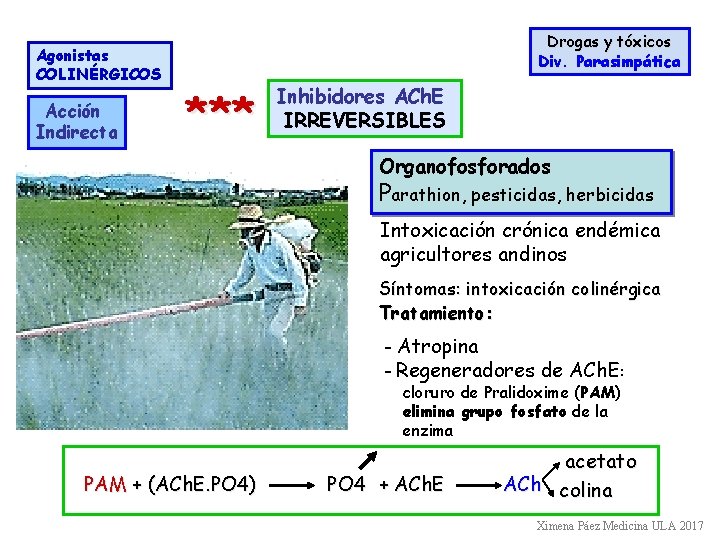 Agonistas COLINÉRGICOS Acción Indirecta Drogas y tóxicos Div. Parasimpática *** Inhibidores ACh. E IRREVERSIBLES