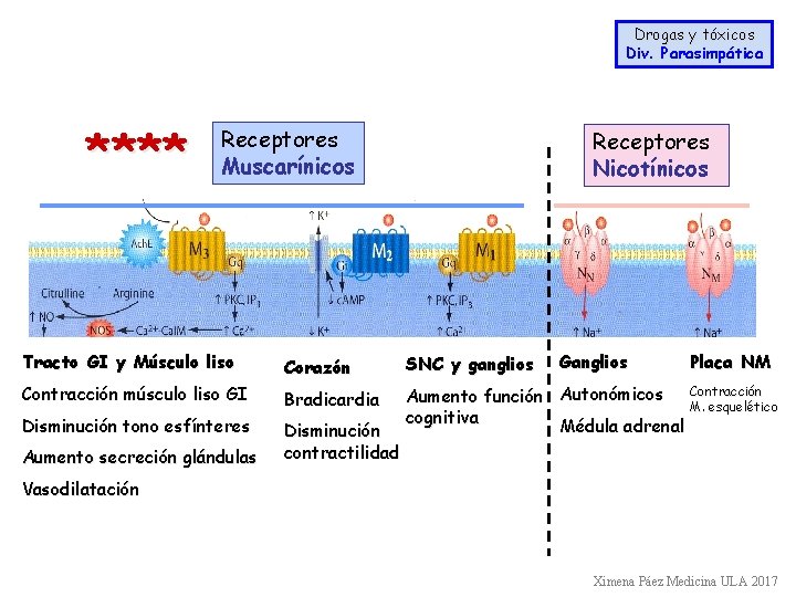 Drogas y tóxicos Div. Parasimpática **** Receptores Muscarínicos Receptores Nicotínicos Ganglios Tracto GI y