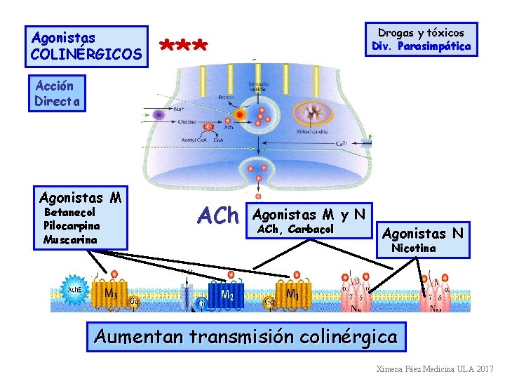 Agonistas COLINÉRGICOS Drogas y tóxicos Div. Parasimpática *** Acción Directa Agonistas M Betanecol Pilocarpina