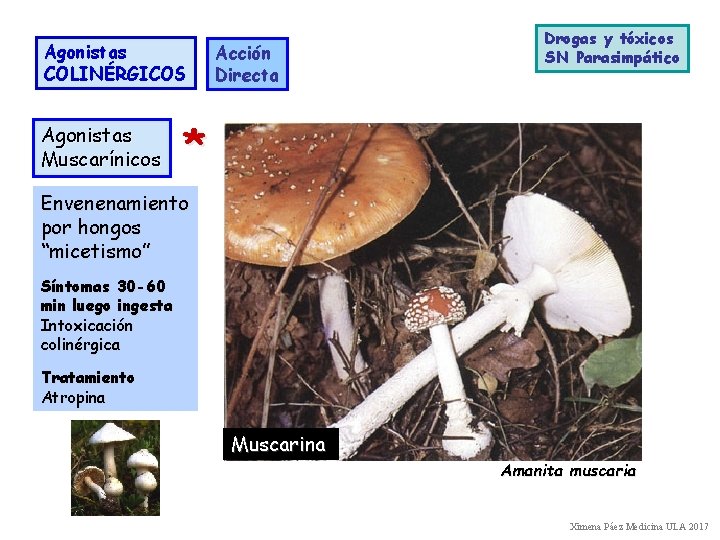 Agonistas COLINÉRGICOS Agonistas Muscarínicos Acción Directa Drogas y tóxicos SN Parasimpático * Envenenamiento por