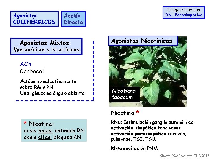 Agonistas COLINÉRGICOS Drogas y tóxicos Div. Parasimpática Acción Directa Agonistas Mixtos: Agonistas Nicotínicos Muscarínicos