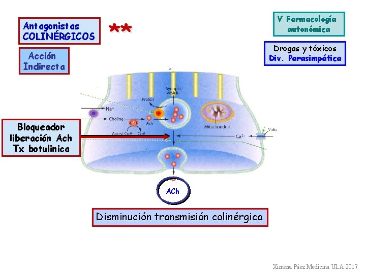 Antagonistas COLINÉRGICOS V Farmacología autonómica ** Drogas y tóxicos Div. Parasimpática Acción Indirecta Bloqueador