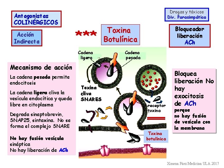 Antagonistas COLINÉRGICOS Acción Indirecta Drogas y tóxicos Div. Parasimpática *** Cadena ligera Toxina Botulínica