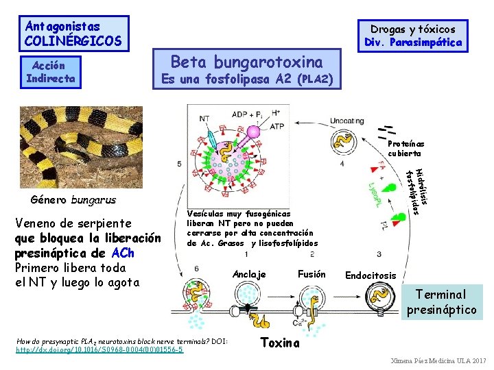 Antagonistas COLINÉRGICOS Acción Indirecta Beta bungarotoxina Drogas y tóxicos Div. Parasimpática Es una fosfolipasa