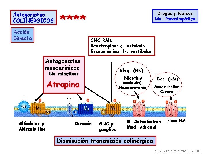 Antagonistas COLINÉRGICOS Acción Directa Drogas y tóxicos Div. Parasimpática **** SNC RM 1 Benztropina: