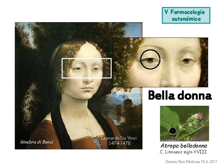 V Farmacología autonómica Bella donna Ginebra di Benci Leonardo Da Vinci 1474 -1478 Atropa V Farmacología autonómica Bella donna Ginebra di Benci Leonardo Da Vinci 1474 -1478 Atropa