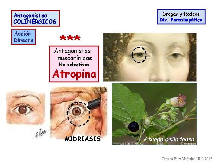 Drogas y tóxicos Div. Parasimpática Antagonistas COLINÉRGICOS Acción Directa *** Antagonistas muscarínicos No selectivos