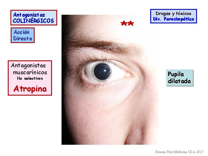Antagonistas COLINÉRGICOS Acción Directa Antagonistas muscarínicos No selectivos Atropina ** Drogas y tóxicos Div.