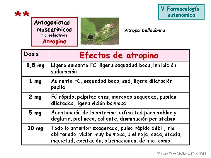 V Farmacología autonómica * * Antagonistas muscarínicos No selectivos Atropa belladonna Atropina Dosis 0,