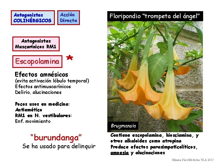 Antagonistas COLINÉRGICOS Acción Directa Floripondio “trompeta del ángel” Antagonistas Muscarínicos RM 1 Escopolamina *