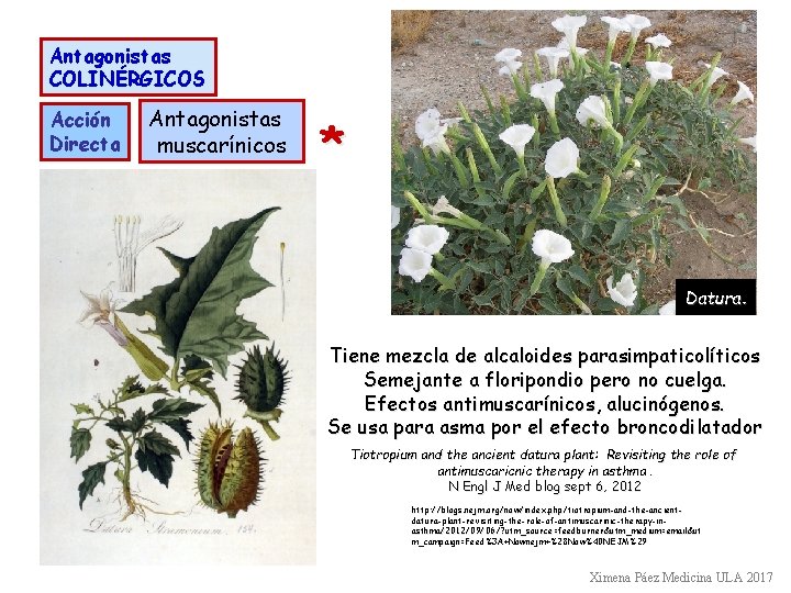 Antagonistas COLINÉRGICOS Acción Directa Antagonistas muscarínicos * Datura. Tiene mezcla de alcaloides parasimpaticolíticos Semejante