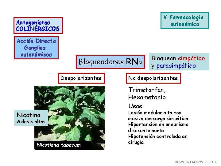 V Farmacología autonómica Antagonistas COLINÉRGICOS Acción Directa Ganglios autonómicos Bloqueadores RNN Despolarizantes Nicotina A