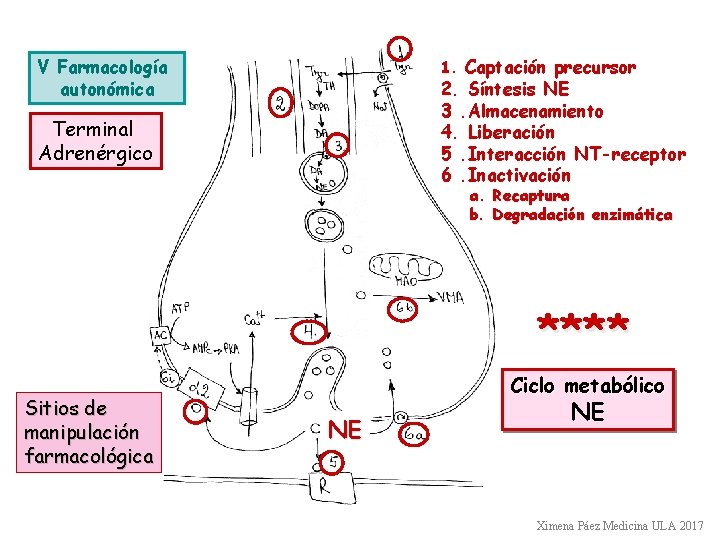 1. Captación precursor V Farmacología autonómica 2. Síntesis NE 3. Almacenamiento 4. Liberación 5.