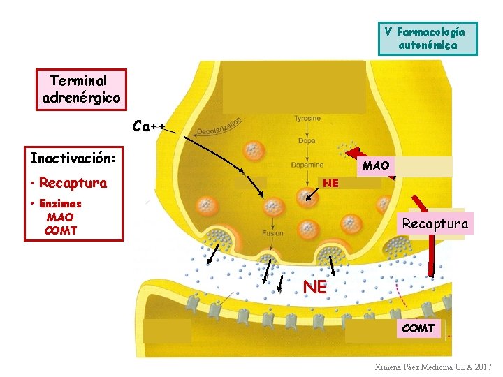 V Farmacología autonómica Terminal adrenérgico Ca++ Inactivación: • Recaptura MAO NE • Enzimas MAO