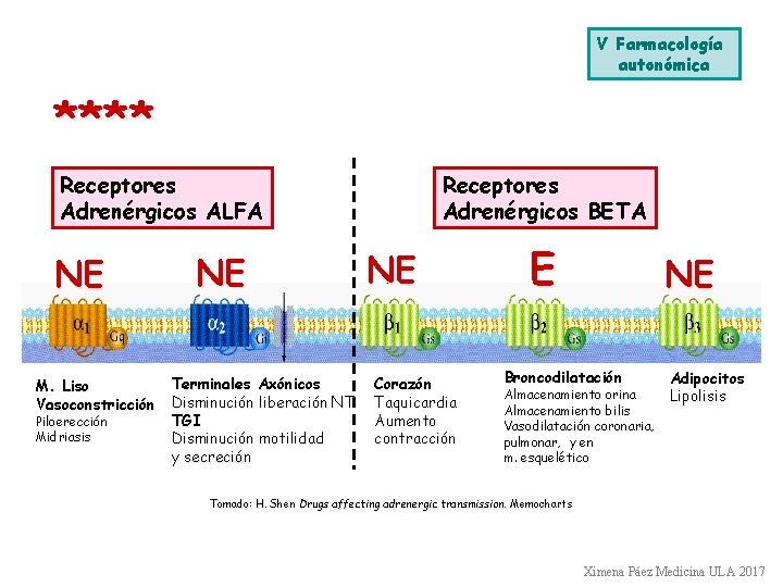 V Farmacología autonómica **** Receptores Adrenérgicos ALFA NE M. Liso Vasoconstricción Piloerección Midriasis NE V Farmacología autonómica **** Receptores Adrenérgicos ALFA NE M. Liso Vasoconstricción Piloerección Midriasis NE