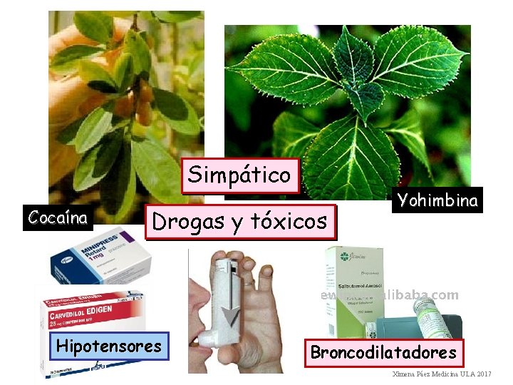 Simpático Cocaína Drogas y tóxicos Hipotensores Yohimbina Broncodilatadores Ximena Páez Medicina ULA 2017 