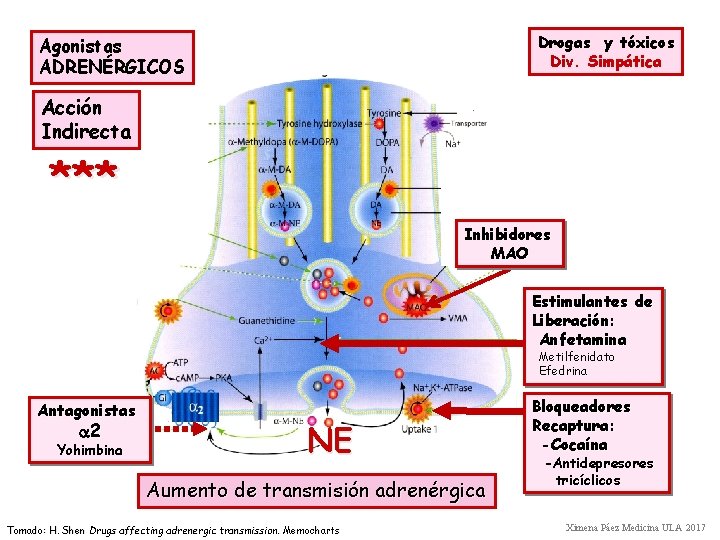 Drogas y tóxicos Div. Simpática Agonistas ADRENÉRGICOS Acción Indirecta *** Inhibidores MAO Estimulantes de