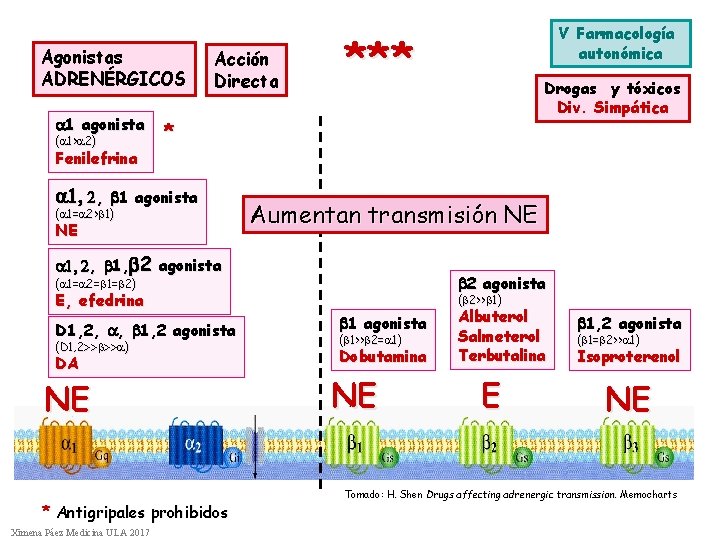 Agonistas ADRENÉRGICOS a 1 agonista (a 1>a 2) Fenilefrina a 1, 2, Acción Directa