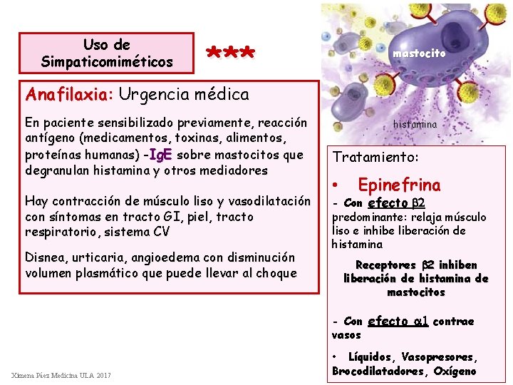 Uso de Simpaticomiméticos *** mastocito Anafilaxia: Urgencia médica En paciente sensibilizado previamente, reacción antígeno