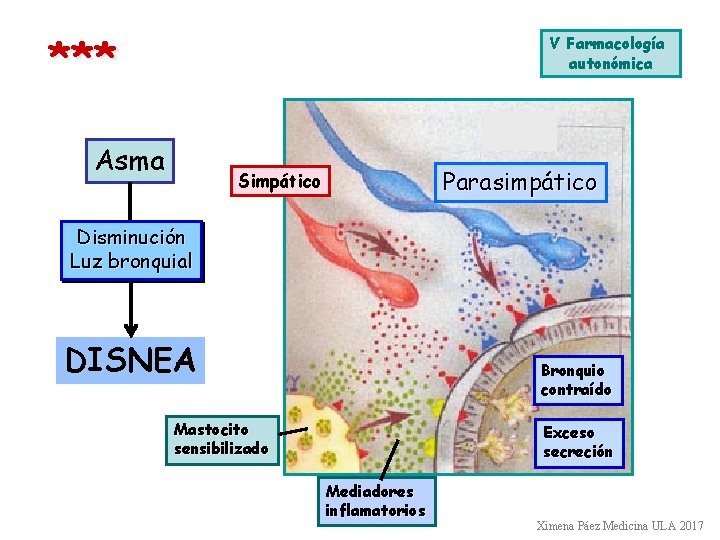 *** V Farmacología autonómica Asma Parasimpático Simpático Disminución Luz bronquial DISNEA Bronquio contraído Mastocito