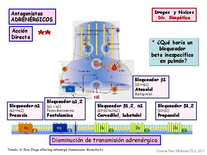 Drogas y tóxicos Div. Simpática Antagonistas ADRENÉRGICOS Acción Directa ** * ¿Qué haría un
