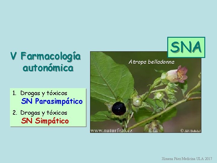 V Farmacología autonómica SNA Atropa belladonna 1. Drogas y tóxicos SN Parasimpático 2. Drogas