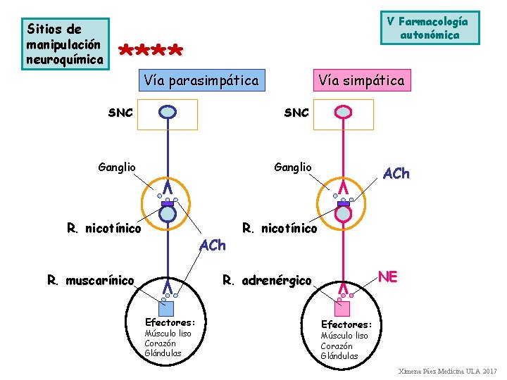 Sitios de manipulación neuroquímica V Farmacología autonómica **** Vía parasimpática Vía simpática SNC Ganglio Sitios de manipulación neuroquímica V Farmacología autonómica **** Vía parasimpática Vía simpática SNC Ganglio