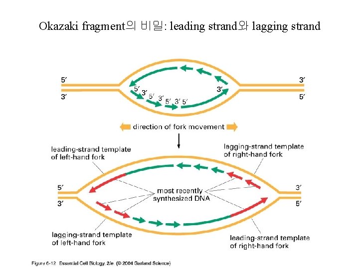 Okazaki fragment의 비밀: leading strand와 lagging strand 