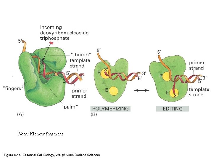 06_14_polymerase 2. jpg Note: Klenow fragment 