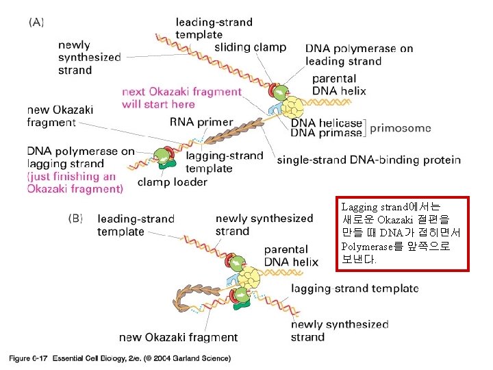 06_17_group proteins. jpg Lagging strand에서는 새로운 Okazaki 절편을 만들 때 DNA가 접히면서 Polymerase를 앞쪽으로