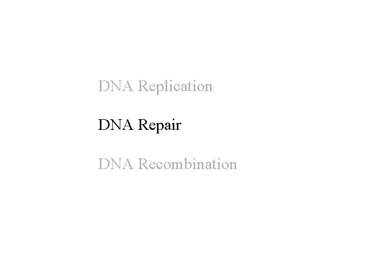 DNA Replication DNA Repair DNA Recombination 