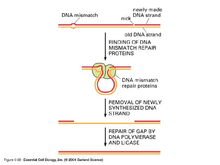 06_22_DNA mismatch. jpg 