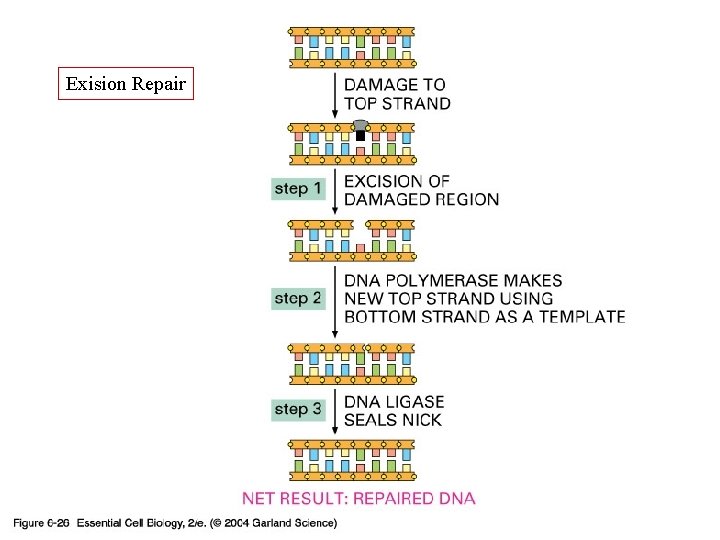 06_26_three steps. jpg Exision Repair 