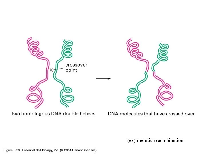 06_28_Homol. recomb 1. jpg (ex) meiotic recombination 