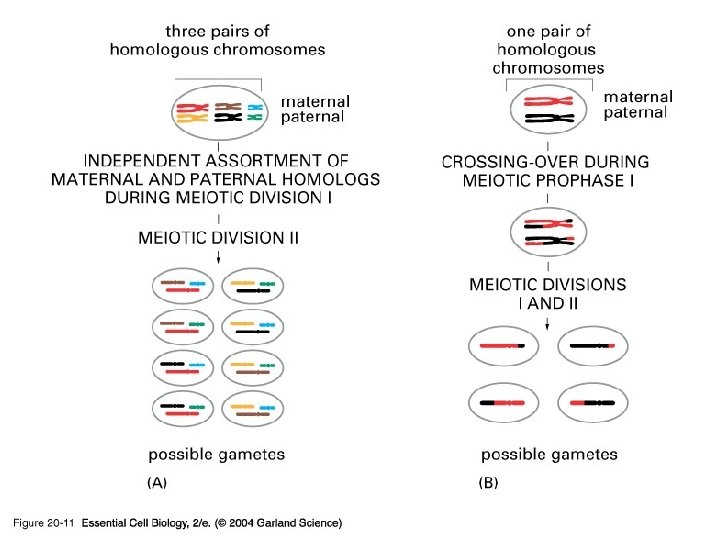 20_11_reassortment. jpg 