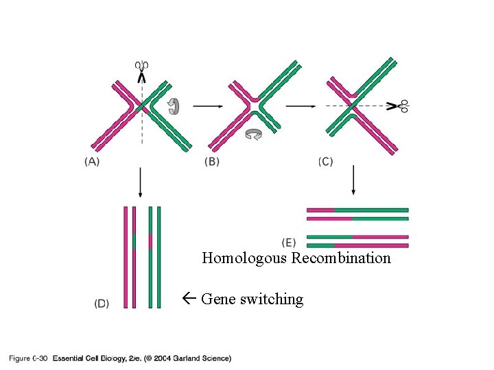 06_30_Holliday_junct. jpg Homologous Recombination Gene switching 