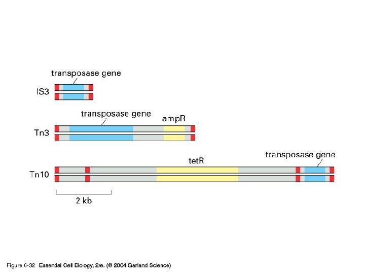 06_32_mobile genetic. jpg 