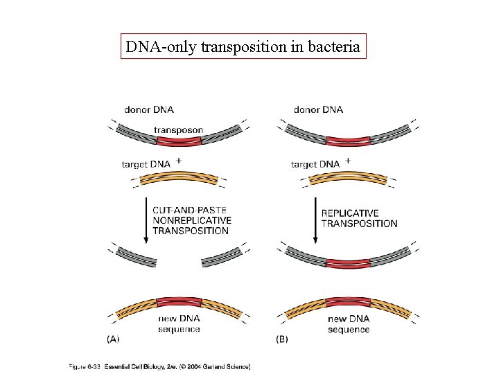DNA-only transposition in bacteria 